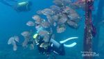 Spot-spot Snorkeling Cakep di Raja Ampat
