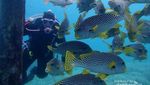 Spot-spot Snorkeling Cakep di Raja Ampat