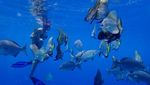 Spot-spot Snorkeling Cakep di Raja Ampat