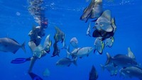 Winman saat melakukan snorkling