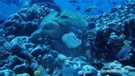 Spot-spot Snorkeling Cakep di Raja Ampat