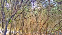 Cemoro Sewu, Salah satu spot yang Instagramable banget di Pantai Sine