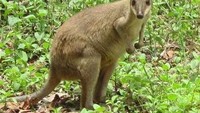 Kanguru di Taman Nasional Wasur (Harley B Sastha /ACI)