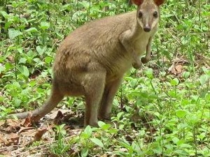 Ssst! Ada Kanguru di Papua