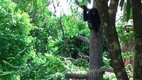 Untuk melihat siamang ini harus masuk pentas hewan