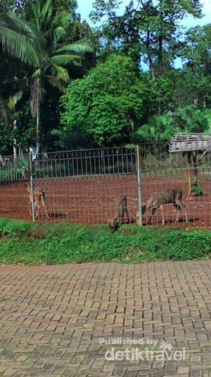 Ssst.. Ada Kembaran Taman Safari di Lampung