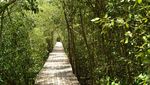 Ssst, Ada Tempat Wisata Hutan Bakau di Surabaya