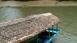 Ssst, Ada Tempat Wisata Hutan Bakau di Surabaya