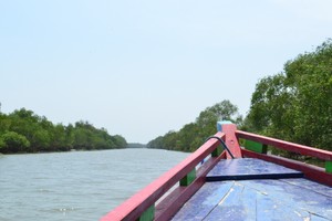 Ssst, Ada Tempat Wisata Hutan Bakau di Surabaya