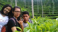 Saatnya melakukan tea walking di sini