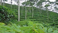Kebun Teh Tritis yang mungil nan sejuk
