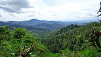 Pemandangan hutan pinus dalam perjalanan menuju kebun teh