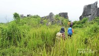 Rumput tinggi Stone Garden