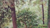Berjalan menaiki anak tangga menuju pintu keluar dan area parkir setelah bermain dan menghabiskan waktu di area air terjun,