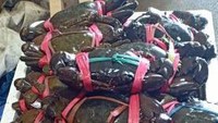 Kepiting besar dan kecil