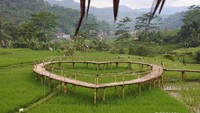 Diwaktu yang tepat semua hijau di Sawah Lega