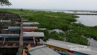 Perahu nelayan yang bersandar di sela-sela eceng gondok.