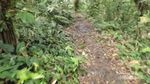 Sudah Tahu? Ada Jamur Bercahaya di Gunung Halimun