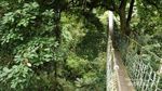 Sudah Tahu? Ada Jamur Bercahaya di Gunung Halimun
