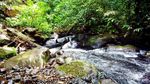 Sudah Tahu? Ada Jamur Bercahaya di Gunung Halimun