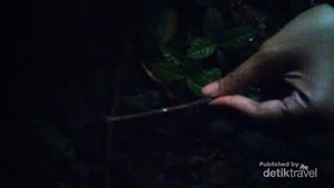 Sudah Tahu? Ada Jamur Bercahaya di Gunung Halimun