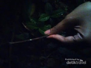 Sudah Tahu? Ada Jamur Bercahaya di Gunung Halimun