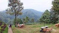 Hijaunya hutan