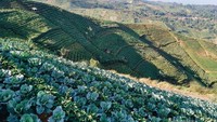 Ladang di Bukit Panyaweuyan tertata rapi