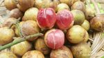 Sudah Tahu, Lombok Memiliki 4 Buah Langka dan Berkhasiat!