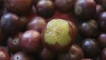 Sudah Tahu, Lombok Memiliki 4 Buah Langka dan Berkhasiat!