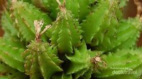 Buah Renggak