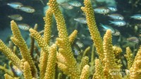 Alam bawah laut NTB yang luar biasa