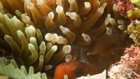 Wajib diving kalau ke NTB
