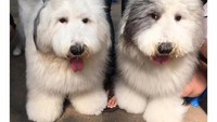 salah satu jenis anjing yang ada di cafe True Love Neverland wajib dikunjungi oleh para pecinta anjing
