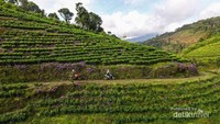 Menikmati keindahan kebun teh dengan selingan bunga berwarna pink di Kaligua