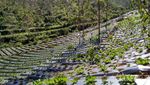 Sukaluyu, Kampung Berkebun di Atap Bandung