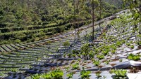 Lahan cocok tanam sayuran warga Kampung Sukaluyu
