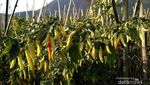 Sukaluyu, Kampung Berkebun di Atap Bandung