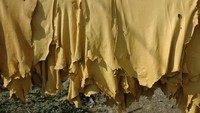kulit yang digunakan sebagai bahan jaket (sumber: arifh.blogdetik.com)
