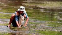Masyarakat Pantai Nguyahan memiliki mata pencarian dari mengambil suket paris di pantai