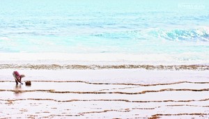 Suket Paris, Sisi Lain Kehidupan di Pantai Nguyahan