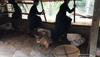 Kaum perempuan bergotong royong menumbuk padi hasil panen