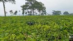Sumatera Punya Kebun Teh Favorit Keluarga Kerajaan Belanda