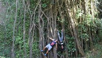 Pepohonan disekitar lokasi