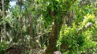 Ayunan di atas Sungai Maron