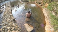 Kolam air panas tiris