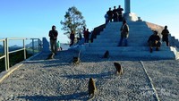 Monyet di Kelimutu