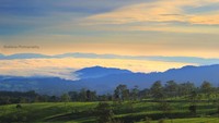 Hamparan Kebun Teh dan Gumpalan Awan