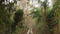 Ratusan tangga menuju Gunung Phou Si