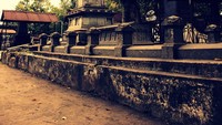 Pepohonan yang rindang